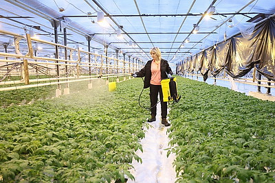 На Гродненской овощной фабрике ухаживают за рассадой, готовят ее к высадке