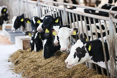 Более 130 тонн молока за жизнь и 55 литров в сутки! Необычная корова-долгожитель с нежной кличкой живет в Беларуси