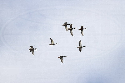 ФОТОХРОНИКА начинает новый информационный день