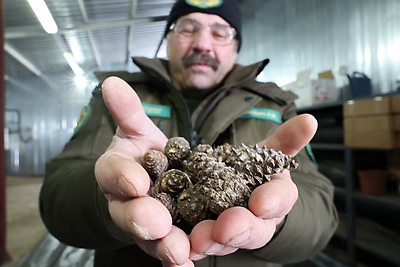 \"Шишки на вес золота\". Как в Белыничском лесхозе заботятся о будущем леса