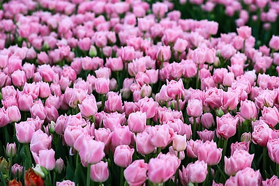 Около 500 тыс. тюльпанов ежегодно выращивает молодой фермер из Дрогичина