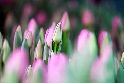 В Гродно готовятся к самому красивому весеннему празднику и начали срезку тюльпанов