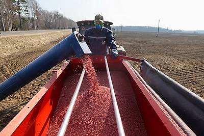 Механизаторы в Мостовском районе начали сев гороха