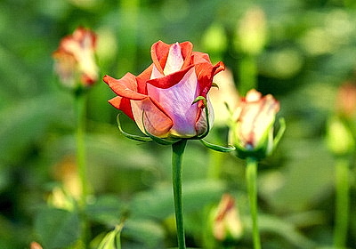 Первые тысячи роз и тюльпанов срезали в теплицах \"Витебского Зеленстроя\"