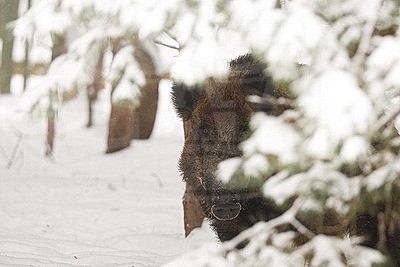 Зимний день в Березинском биосферном заповеднике