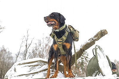 Соединение сил спецопераций в Бресте приведено в повышенную готовность во время проверки ВС