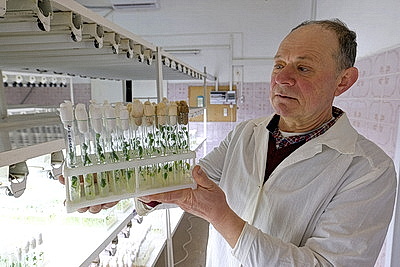 Новые сорта картофеля выращивают в Витебском зональном институте сельского хозяйства