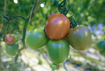 Урожай свежих огурцов, помидоров, салата, зелени собирают в Полоцком районе