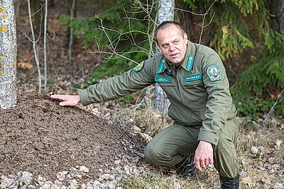 В Гродненской области приступили к заготовке березового сока
