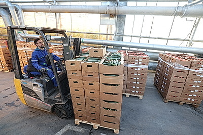 Урожай свежих огурцов, помидоров, салата, зелени собирают в Полоцком районе