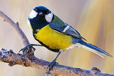 ФОТОХРОНИКА начинает новый информационный день