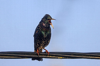 ФОТОХРОНИКА начинает новый информационный день