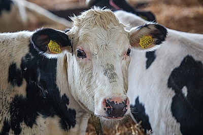 Лукашенко посетил МТК в Логойском районе
