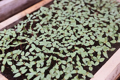 В Бресте собираются высадить миллион цветочных растений