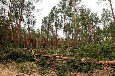 Снесенные крыши и оборванные провода. Минская область ликвидирует последствия удара стихии