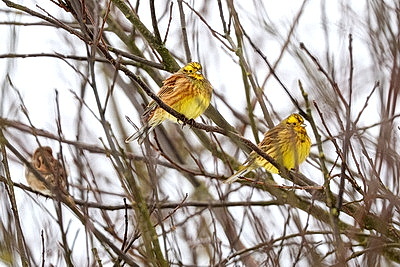 Зимний пейзаж в Докшицком районе