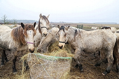 Супруги из Гомельского района разводят лошадей породы белорусская упряжная