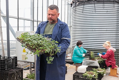 Посадка раннего картофеля идет в крупном хозяйстве Ивановского района