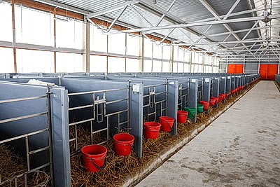 В Минской области в 2026 году планируют построить 111 профилакториев на 20 тыс. телят