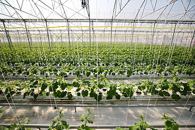 В Столинском районе созревает второй урожай огурцов в теплице