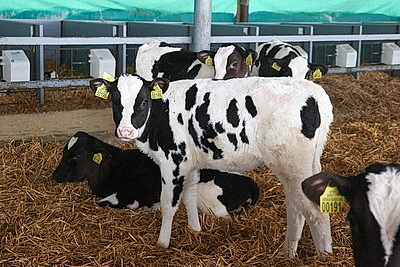 Как содержат телят в МТК \"Лошница\"? Хозяйство проверил премьер-министр