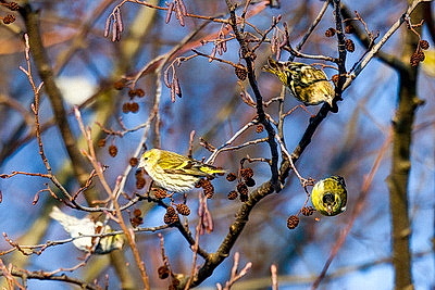 Зимний пейзаж