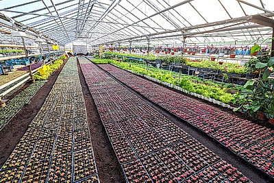 Полностью ручная работа. Более миллиона цветов готовят к высадке на улицах Витебска