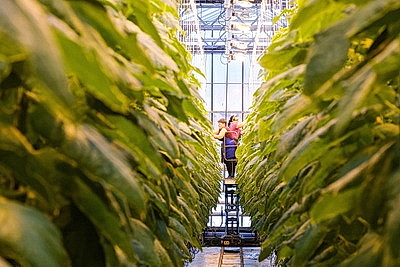 Кировский район начал сбор первого в этом году урожая ароматных тепличных огурцов