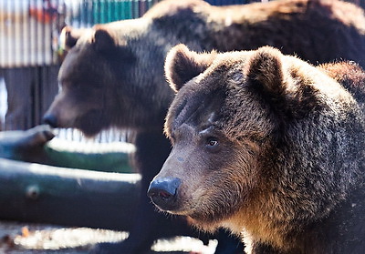 \"Чувствуют себя хорошо\". Медведицы из Витебского зоопарка вышли из зимней спячки