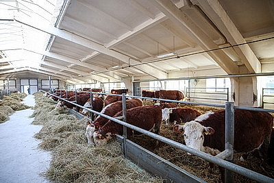 Лукашенко ознакомился с развитием мясного скотоводства и молочной отрасли