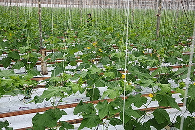 Кировский район начал сбор первого в этом году урожая ароматных тепличных огурцов