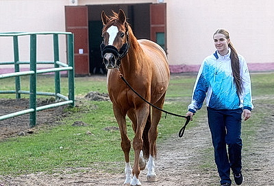 Олимпийские дни молодежи по выездке стартовали в Гомеле