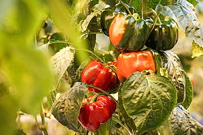 Круглый год в магазинах! Как выращивают овощи в тепличном хозяйстве \"ДОРОРС\"