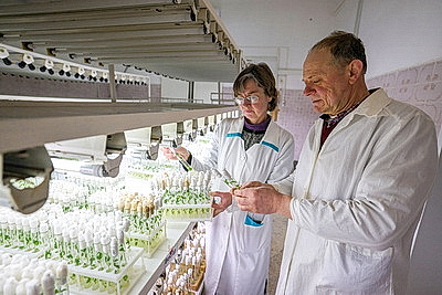 Новые сорта картофеля выращивают в Витебском зональном институте сельского хозяйства