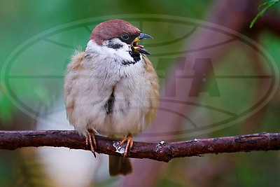 ФОТОХРОНИКА начинает новый информационный день