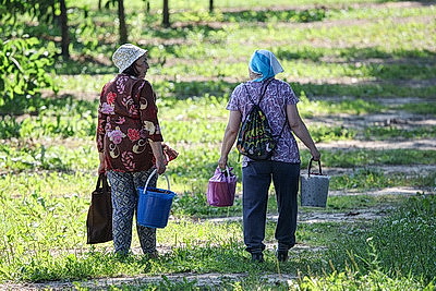 В Самохваловичах проходит самосбор ягодных культур