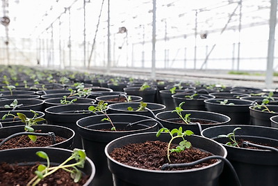 Посадка раннего картофеля идет в крупном хозяйстве Ивановского района