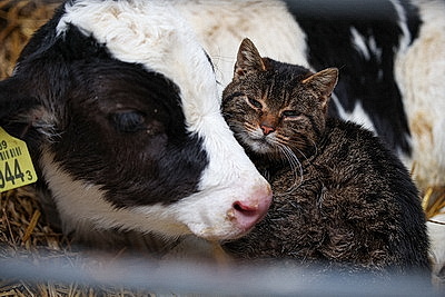 Лукашенко посетил МТК в Логойском районе