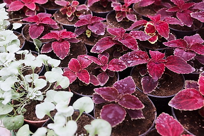 В Бресте собираются высадить миллион цветочных растений