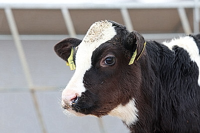 Лукашенко посетил МТК в Логойском районе