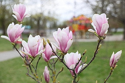 Яркие краски брестских улиц