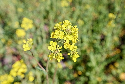 Рапс зацвел на юге Брестской области