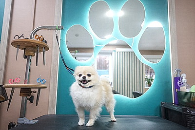 Школьник из Гродно нашел себя в груминге после первой стрижки своего йорка