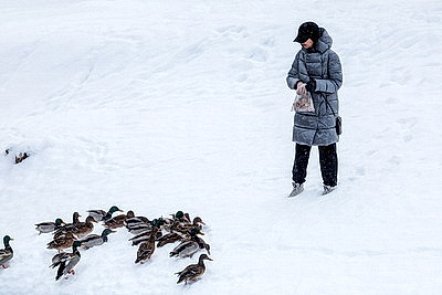 На водоемах Могилева можно увидеть большое скопление уток