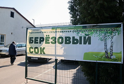 Витаминный напиток с лесной делянки. В Минском лесхозе началась реализация березового сока