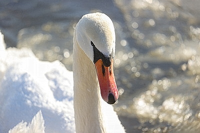 В Бресте расчищают полыньи для зимующих птиц