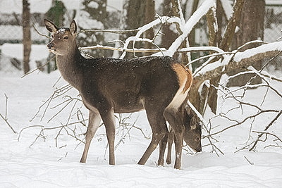 Зимний день в Березинском биосферном заповеднике