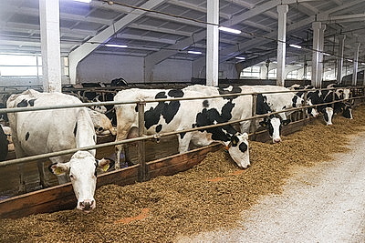 Как содержат телят в МТК \"Лошница\"? Хозяйство проверил премьер-министр