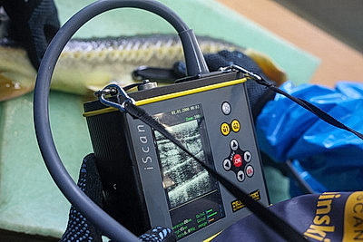 Специалистов для рыбоводства готовят в БГСХА