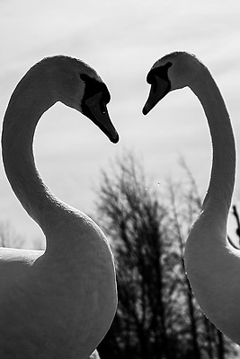 Весна. Белоснежные лебеди на водохранилище Дрозды